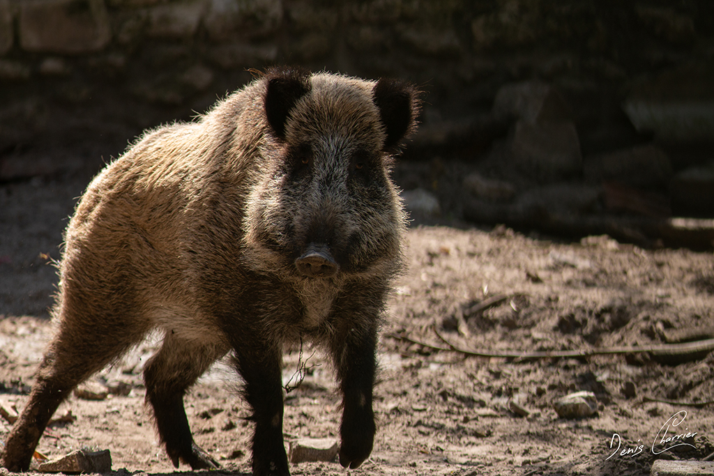 Rencontre avec un sanglier pendant le confinement